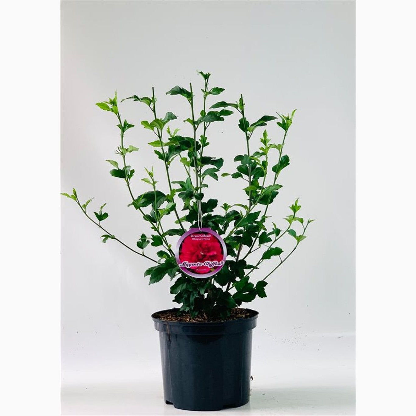 Hibiskus – Hibiscus syriacus 'Magenta Chiffon' - C5 60/+ CM